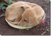 Tiger in food dish